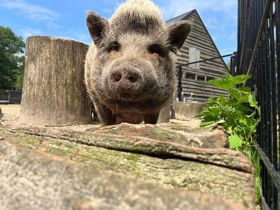 Kampus Dierenhoeve