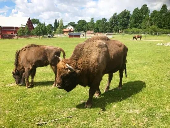 Kungsbyn Animalpark