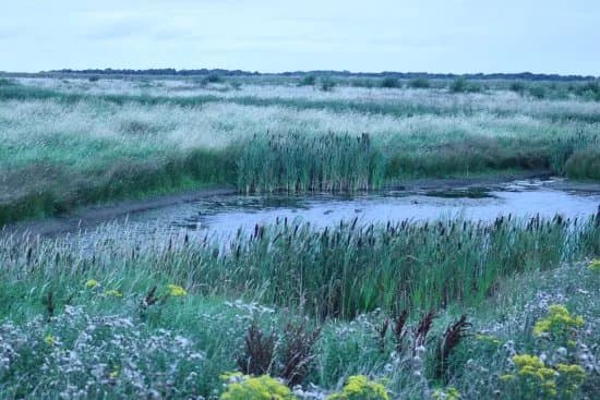 Lunt Meadows Nature Reserve