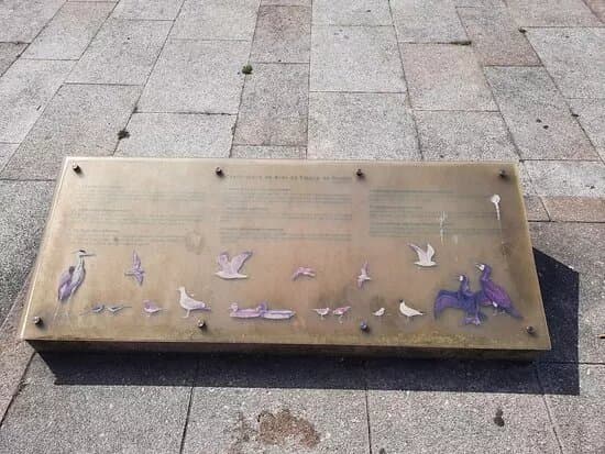 Observatorio Das Aves