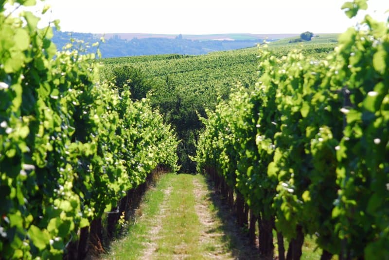 Weingut Markus Schneider