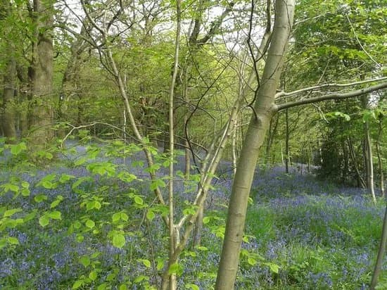 Saltwells National Nature Reserve
