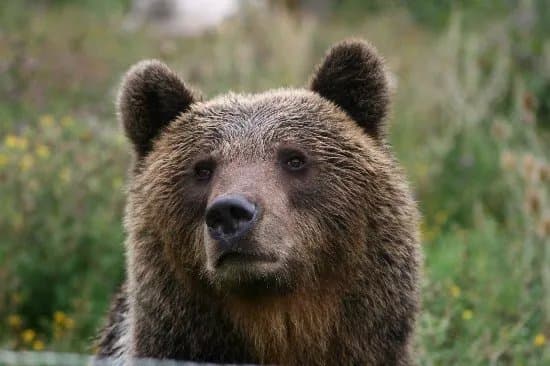 Museo dell’Orso Marsicano