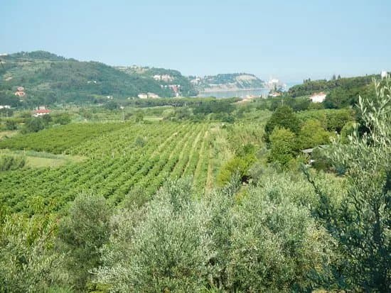 Predor Salet