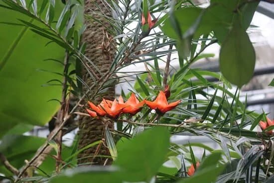 Botanischer Garten Der Universitat Regensburg