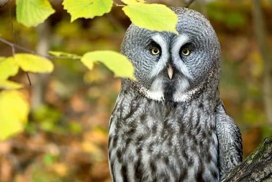 Ogrod Zoologiczny w Krakowie