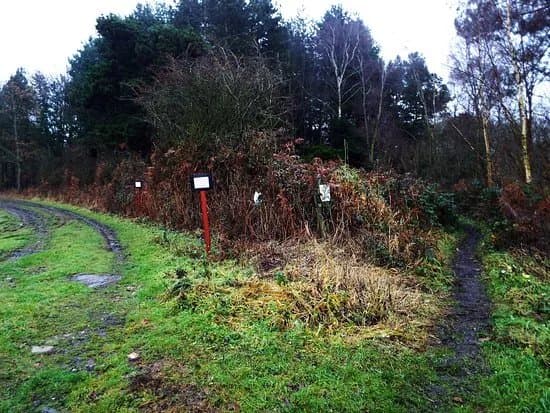 Siding Lane Local Nature Reserve