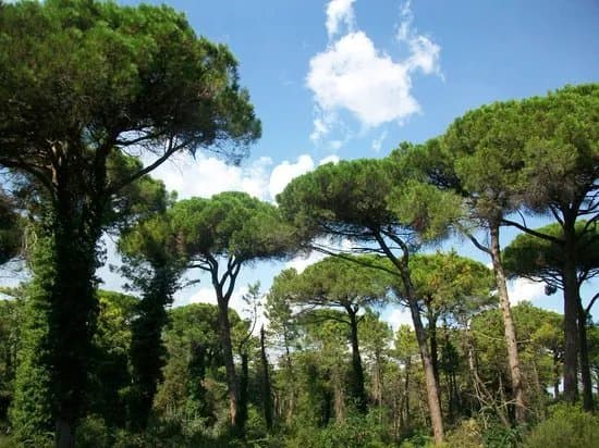 Parco Naturale Di Cervia