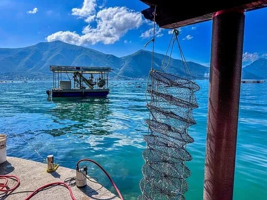 Mussel And Oyster Farm