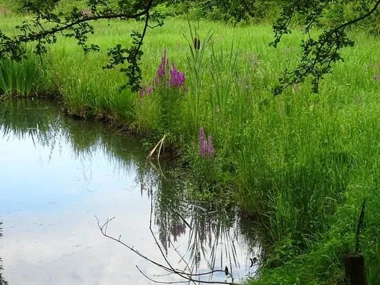 Haarlemmermeerse Bos