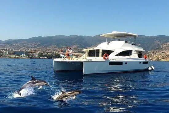 Vip Dolphins