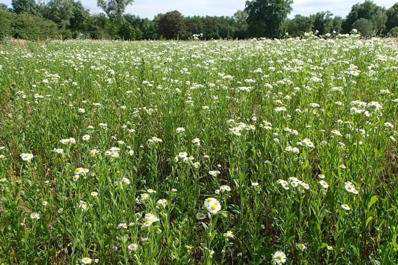 Parc Naturel de la Feyssine