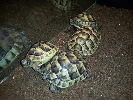 Expo Reptile Vii