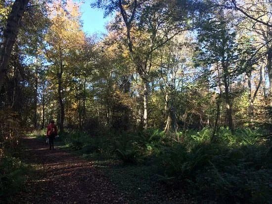 Butterdean Wood