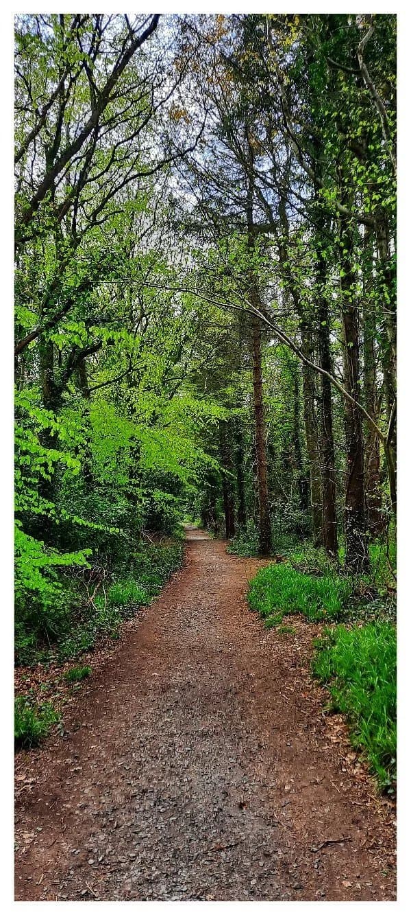 Littlewood Forest