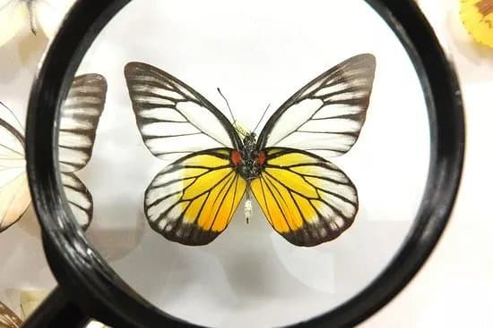 Arthropoda - Butterfly Museum
