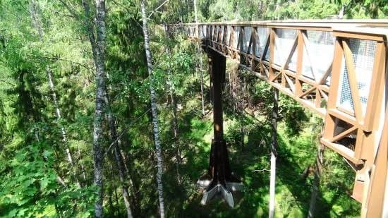 The Treetop Walking Path