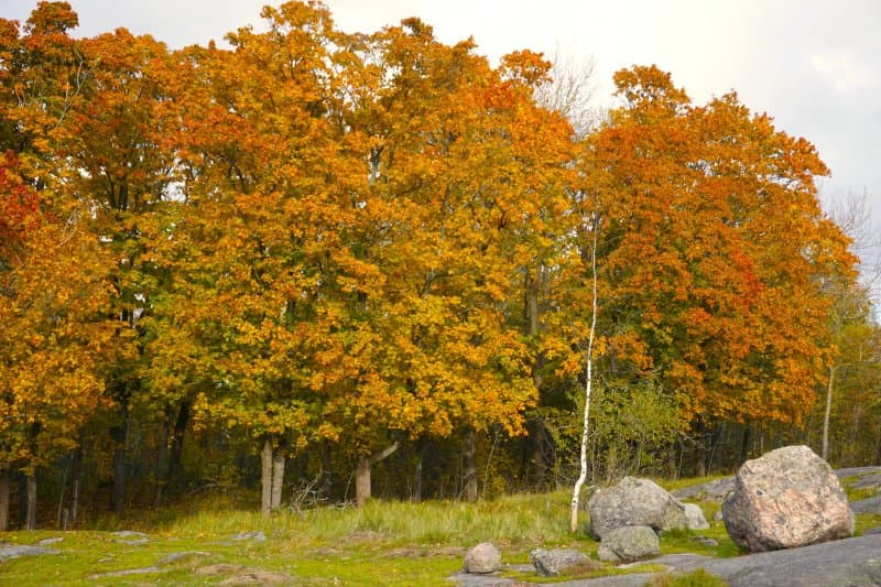 Kuusiluoto