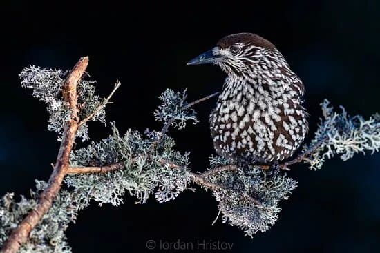 Birdwatching and Photography in Bulgaria