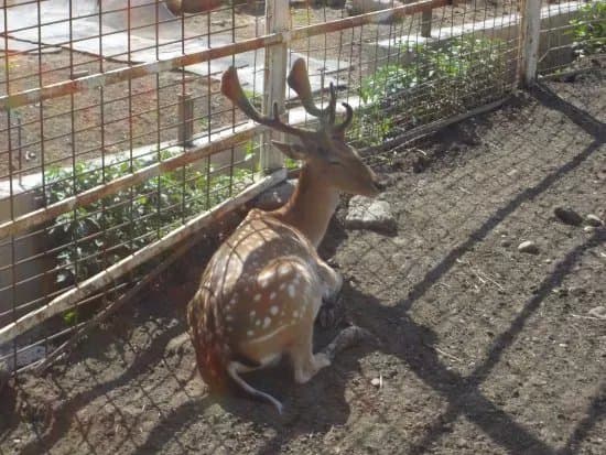Gyongyosi Allatkert, Zoo