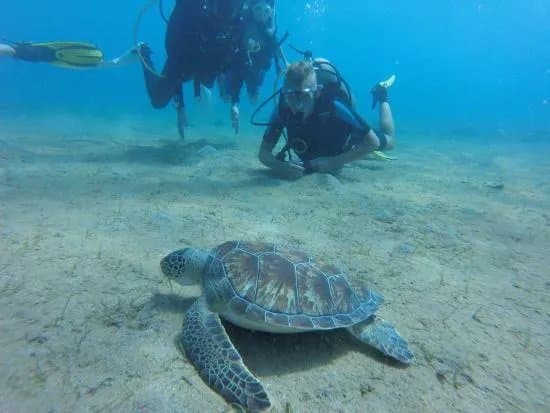 Ocean View Diving
