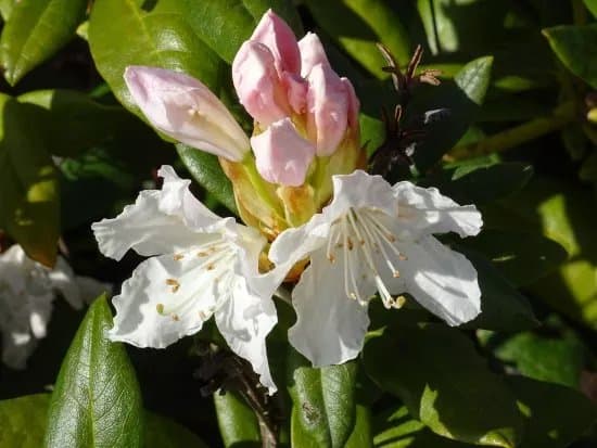 Arboretum Notoarestoen
