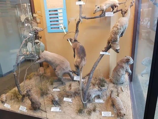Museum regional des Sciences naturelles