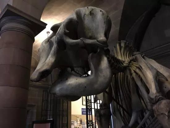 The Anatomical Museum