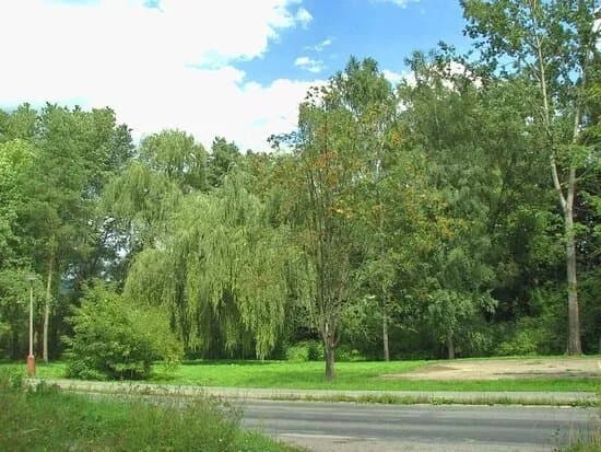 Park Na Rosinkach