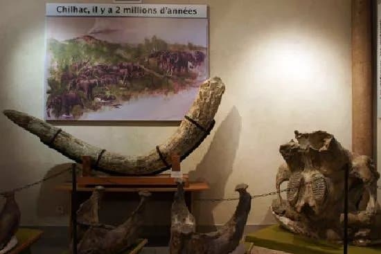 Musee de Paleontologie
