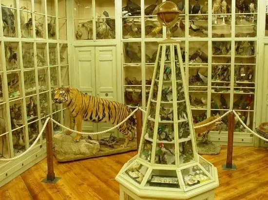 Museo Civico Craveri di Storia Naturale