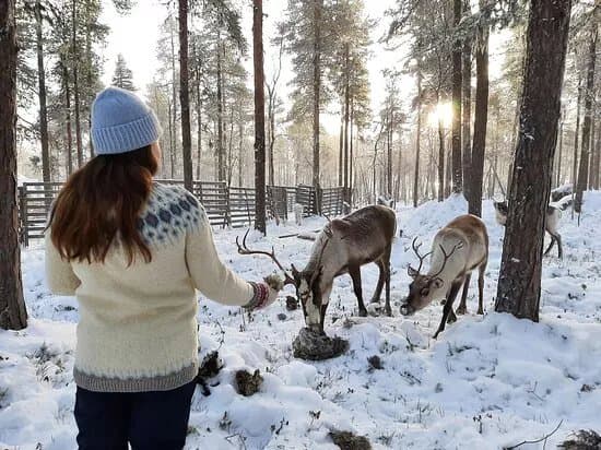Angeli Reindeer Farm