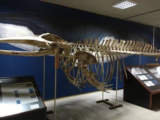 Mousio Zoologias Panepistimiou Athinon