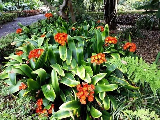 Botanischer Garten