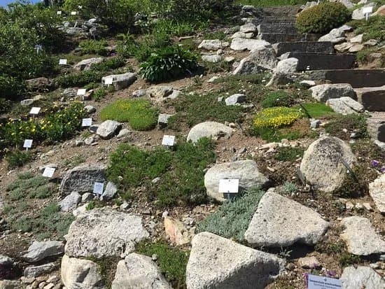 Schynige Platte Jardin Botanique Alpin