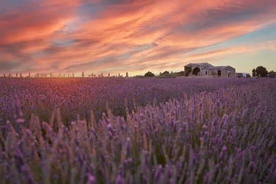 Lavanda Polesana