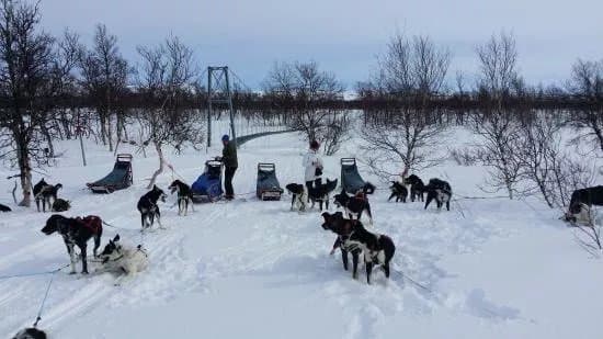 Are Sleddog Adventures