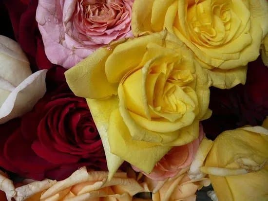 Rosenhof Rosen & Wein