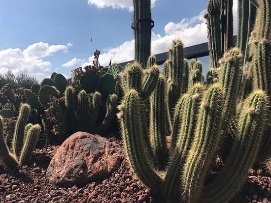 Desert City