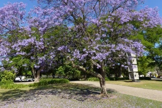 Vasco da Gama Garden