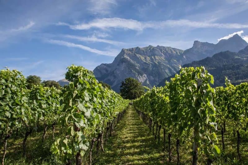 Winery Heidelberg