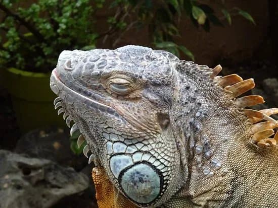 Aquaworld Aquarium & Reptile Rescue Centre