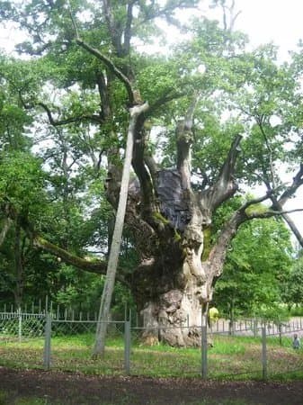 Stelmuze Oak Tree