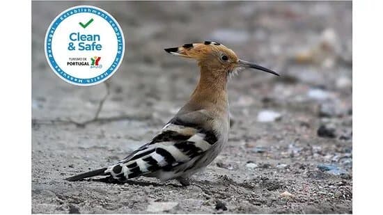 Birds & Nature Tours