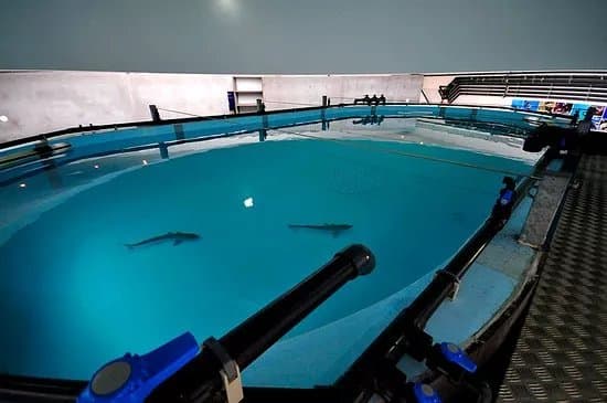 Life Fish Station - Porto Pim Aquarium