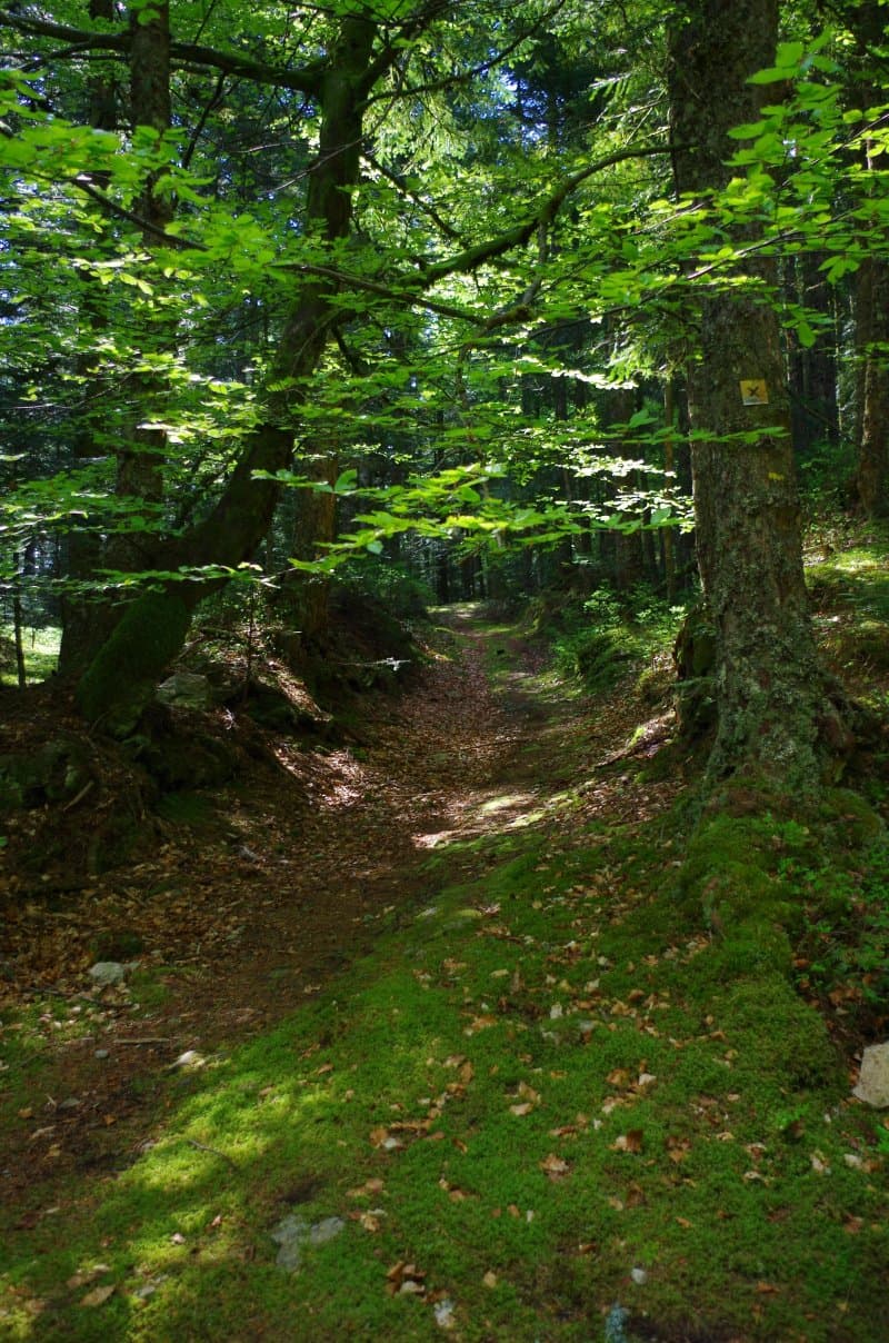 Foret Des Bois Noirs Et Montoncel