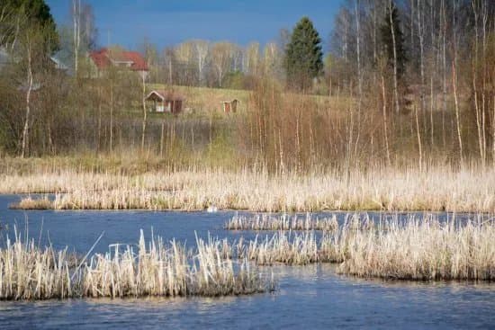 Siikalahti Wetland