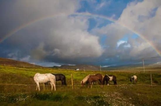 Icelandic Riding