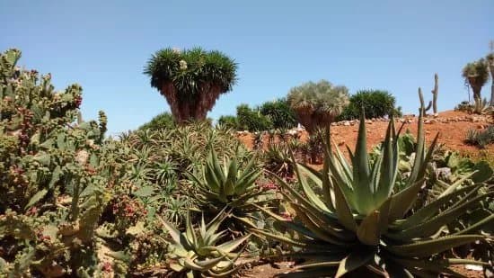 Botanicactus
