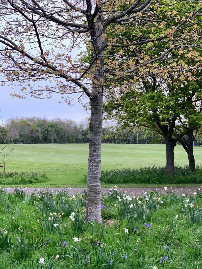 Shanganagh Park